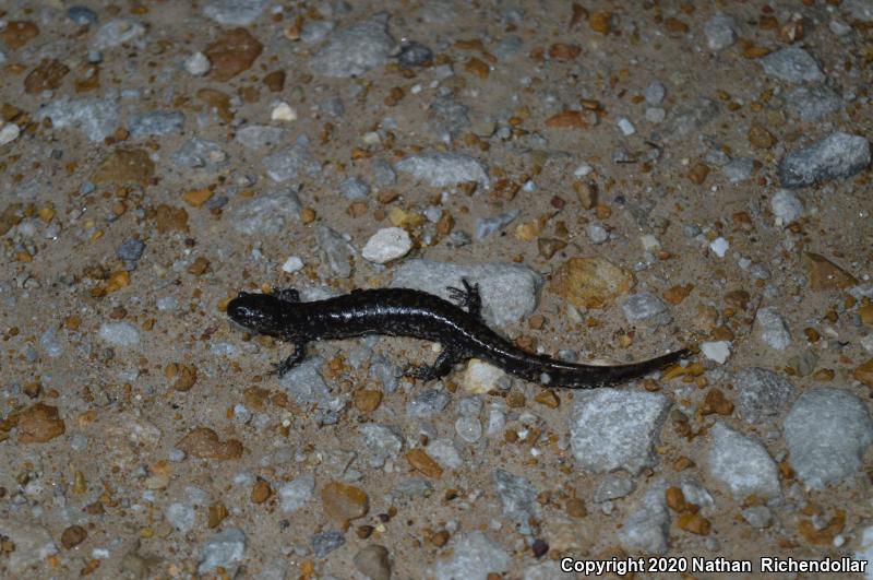 Small-mouthed Salamander (Ambystoma texanum)