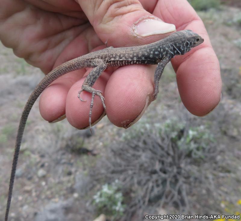 Western Whiptail (Aspidoscelis tigris)