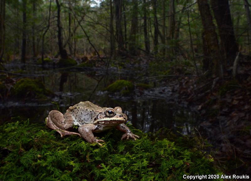 Wood Frog (Lithobates sylvaticus)