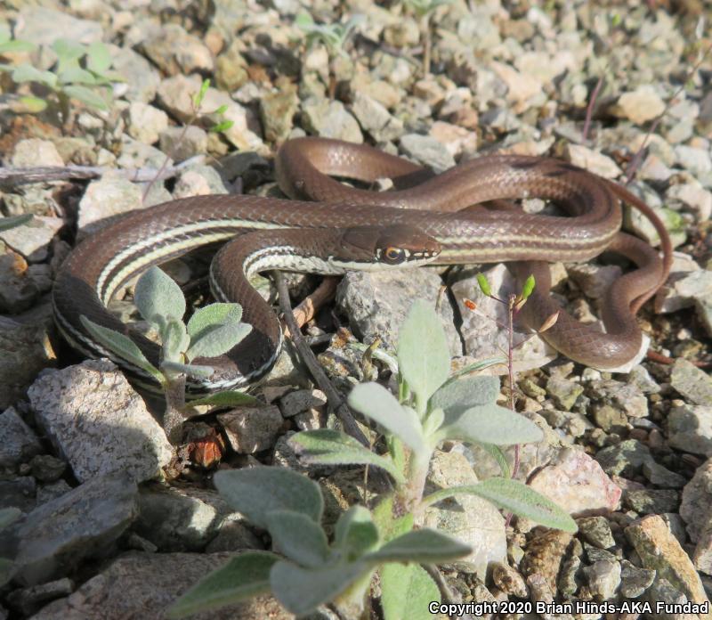 Sonoran Whipsnake (Coluber bilineatus)