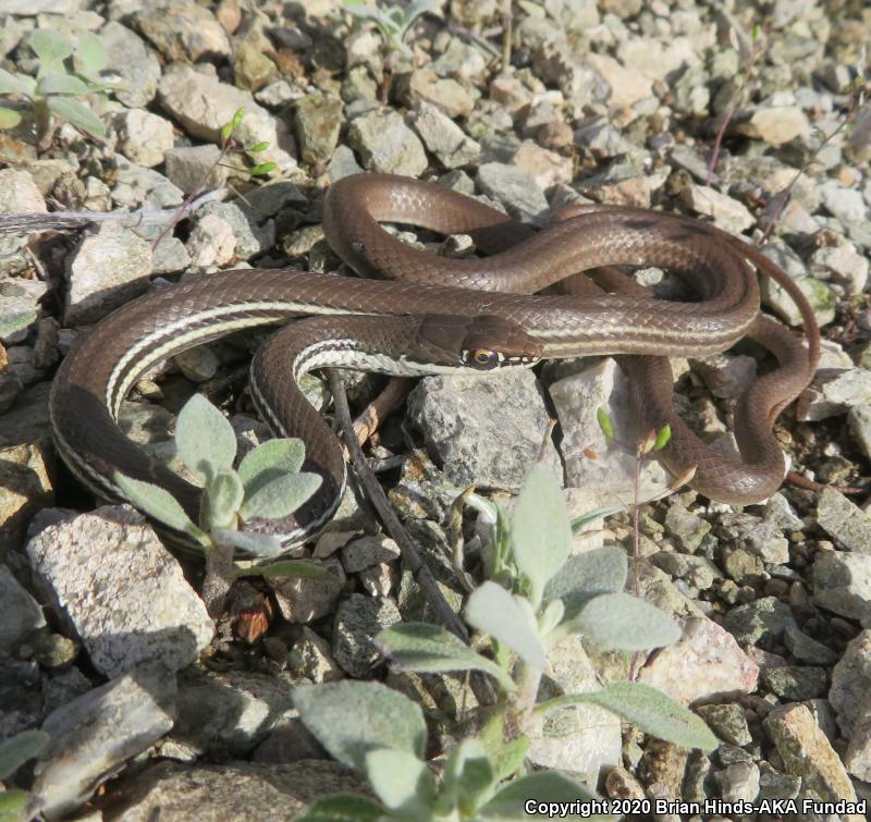 Sonoran Whipsnake (Coluber bilineatus)