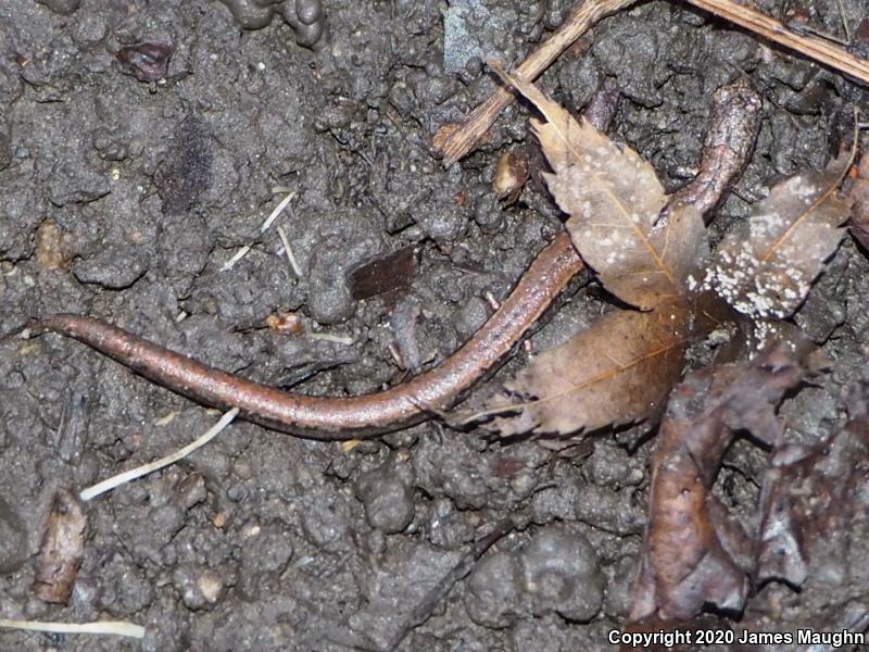 California Slender Salamander (Batrachoseps attenuatus)