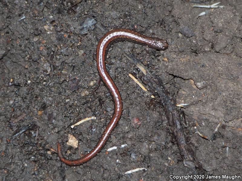 California Slender Salamander (Batrachoseps attenuatus)