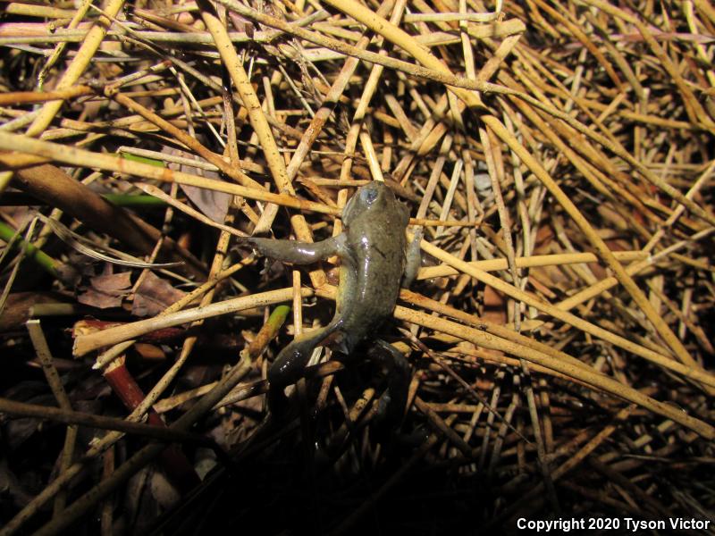 Columbia Spotted Frog (Rana luteiventris)