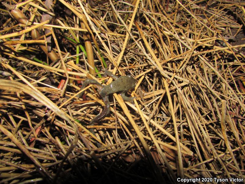 Columbia Spotted Frog (Rana luteiventris)