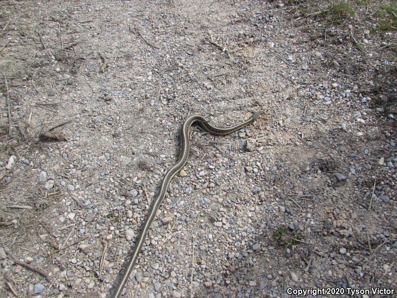 Valley Gartersnake (Thamnophis sirtalis fitchi)