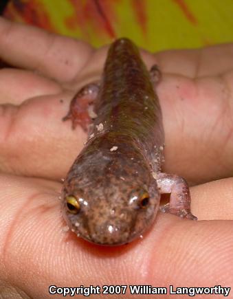 Northern Red Salamander (Pseudotriton ruber ruber)