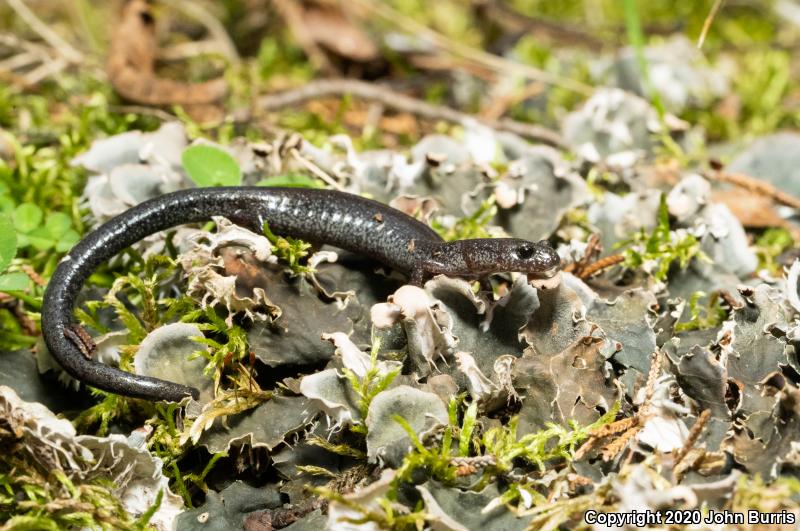 Northern Ravine Salamander (Plethodon electromorphus)