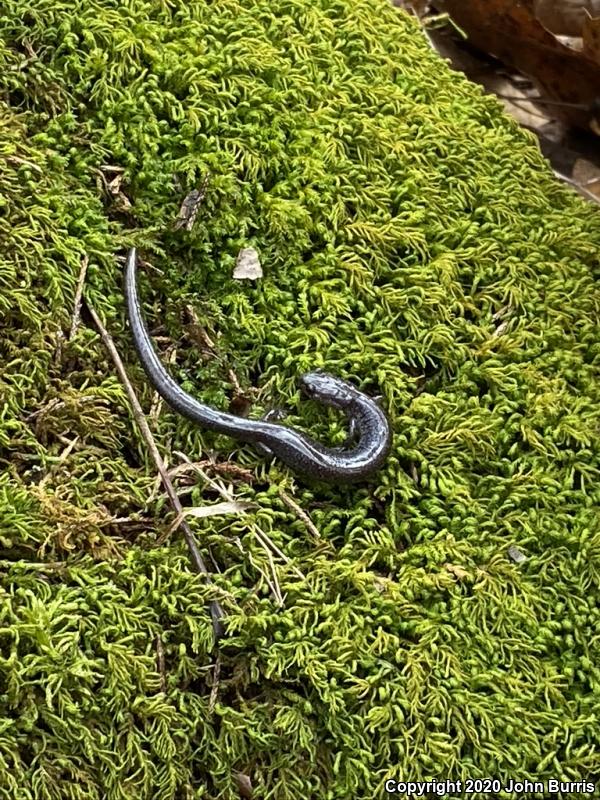 Northern Ravine Salamander (Plethodon electromorphus)