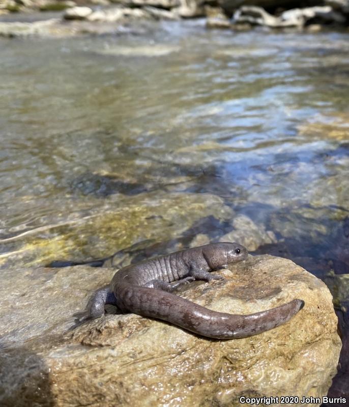 Streamside Salamander (Ambystoma barbouri)