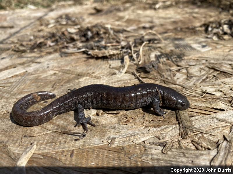 Streamside Salamander (Ambystoma barbouri)