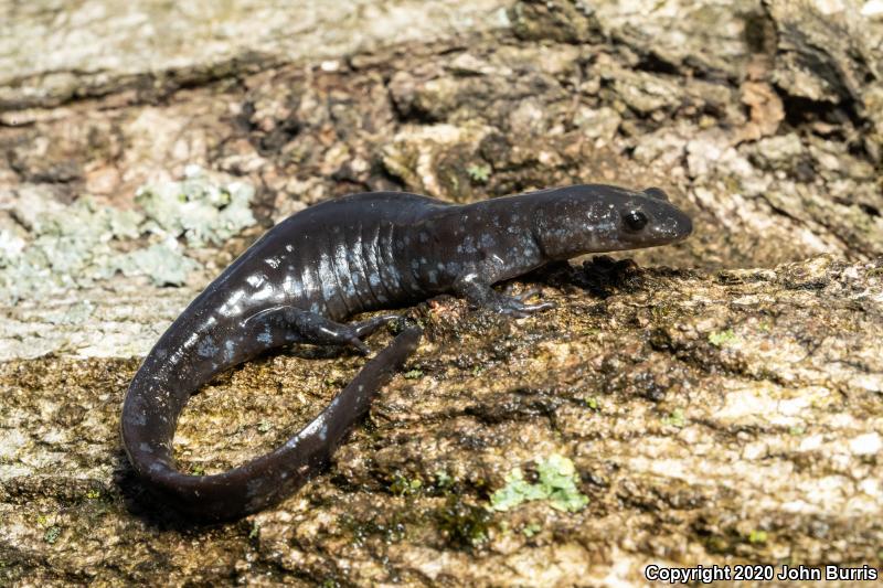 Jefferson Salamander (Ambystoma jeffersonianum)