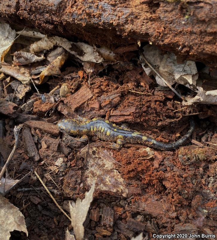 Spotted Salamander (Ambystoma maculatum)