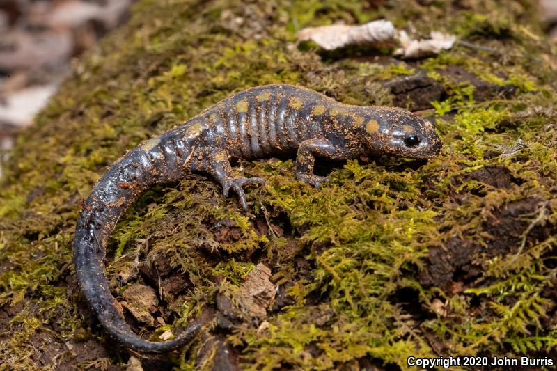 Spotted Salamander (Ambystoma maculatum)