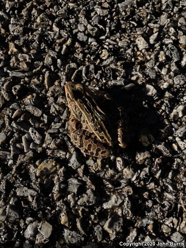 Northern Leopard Frog (Lithobates pipiens)