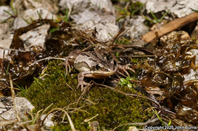 Western Chorus Frog (Pseudacris triseriata)