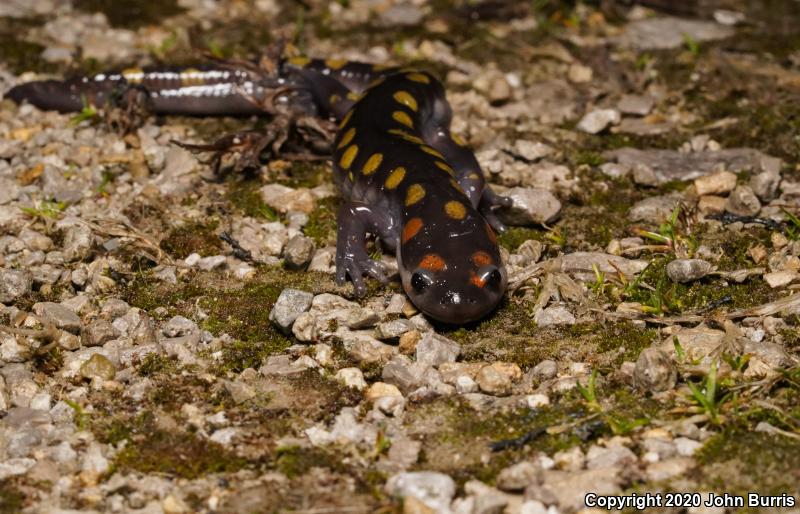 Spotted Salamander (Ambystoma maculatum)