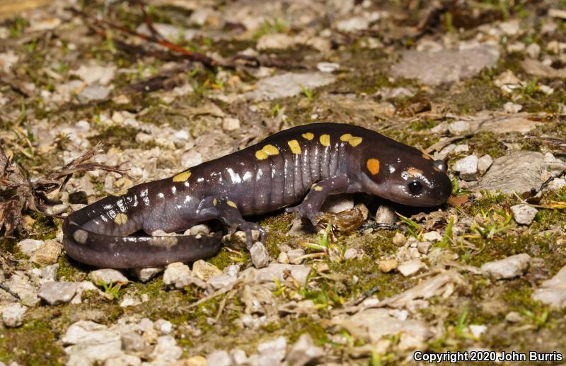 Spotted Salamander (Ambystoma maculatum)