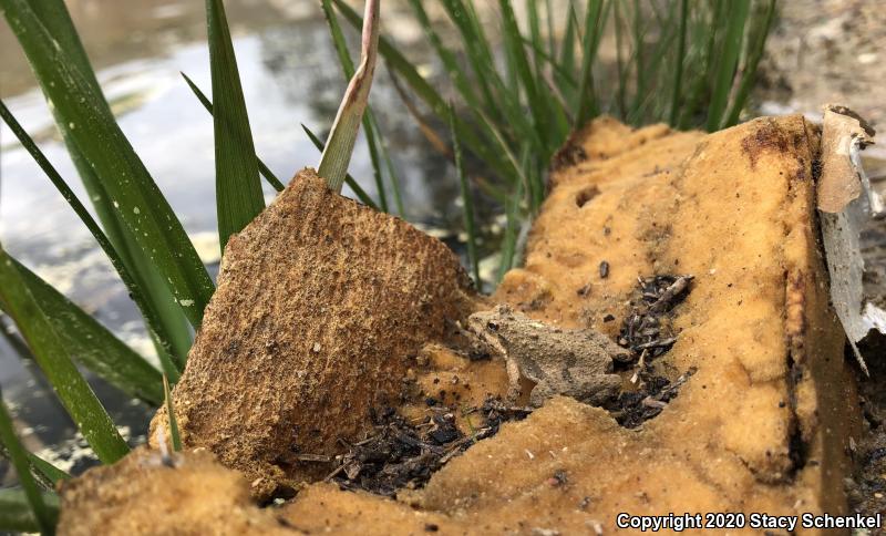 Northern Cricket Frog (Acris crepitans)