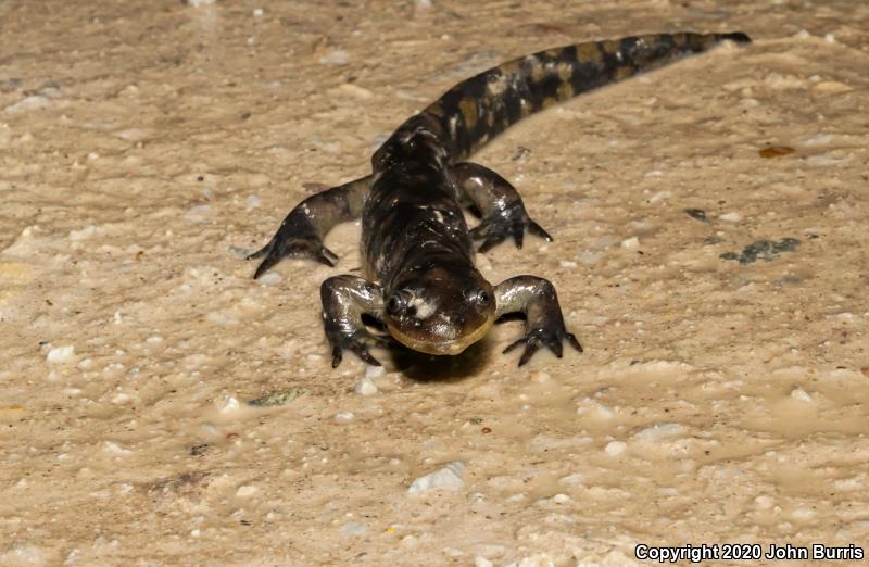 Eastern Tiger Salamander (Ambystoma tigrinum)