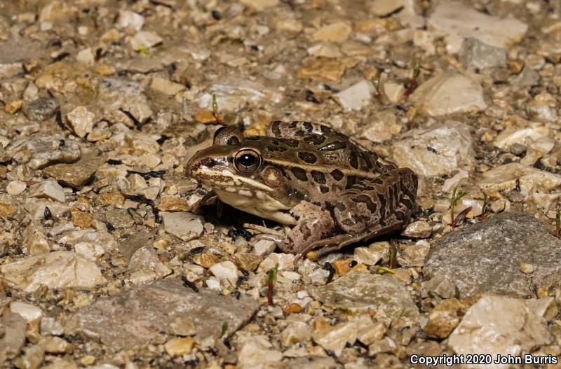 Southern Leopard Frog (Lithobates sphenocephalus)