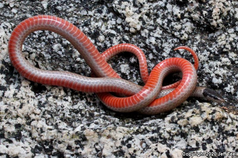 Western Black-headed Snake (Tantilla planiceps)