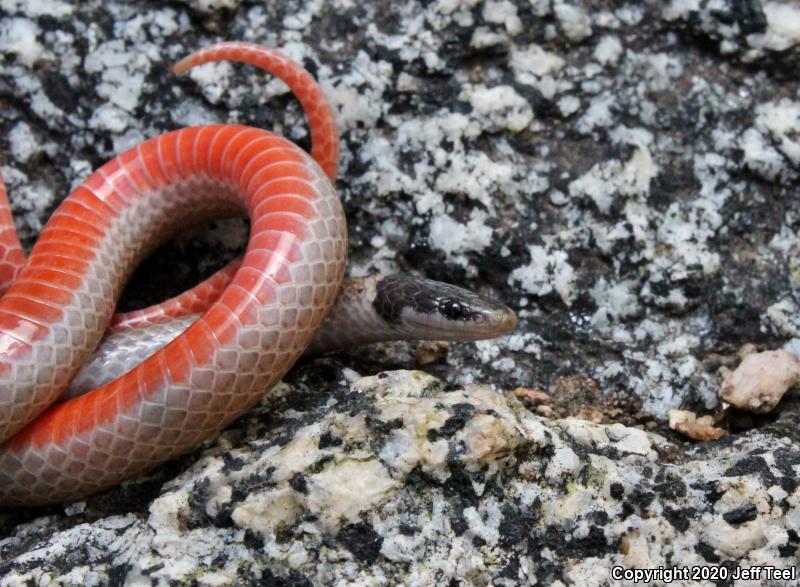 Western Black-headed Snake (Tantilla planiceps)