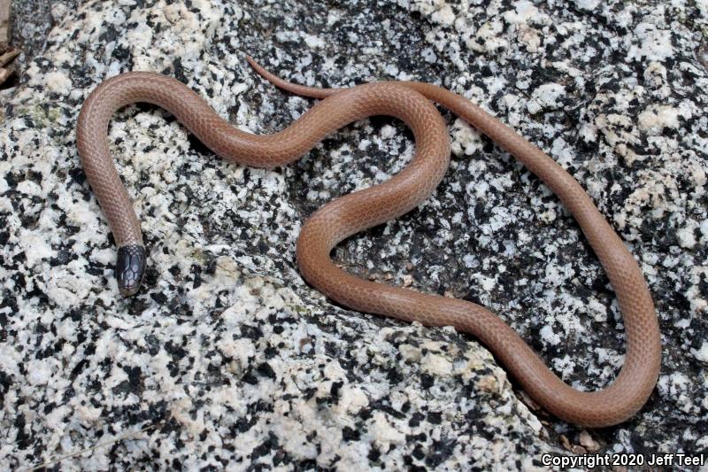 Western Black-headed Snake (Tantilla planiceps)