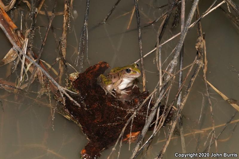 Southern Leopard Frog (Lithobates sphenocephalus)