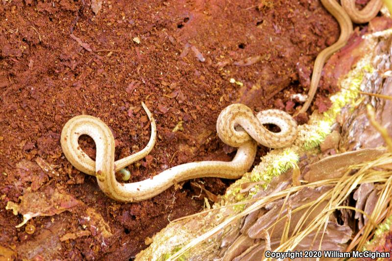 Midland Brownsnake (Storeria dekayi wrightorum)