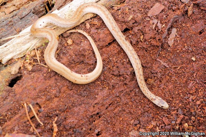 Midland Brownsnake (Storeria dekayi wrightorum)