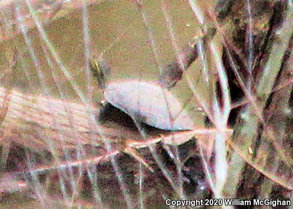 Eastern River Cooter (Pseudemys concinna concinna)