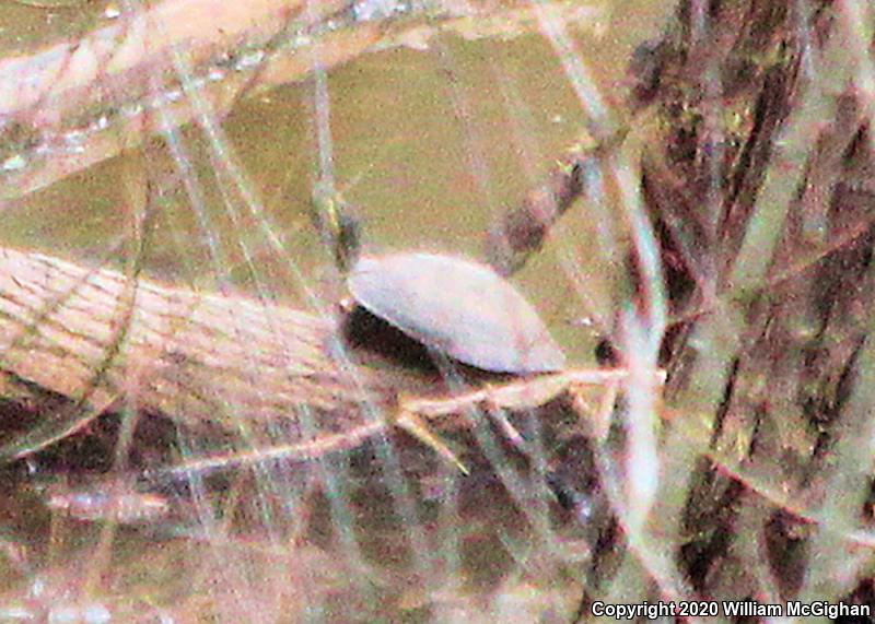 Eastern River Cooter (Pseudemys concinna concinna)