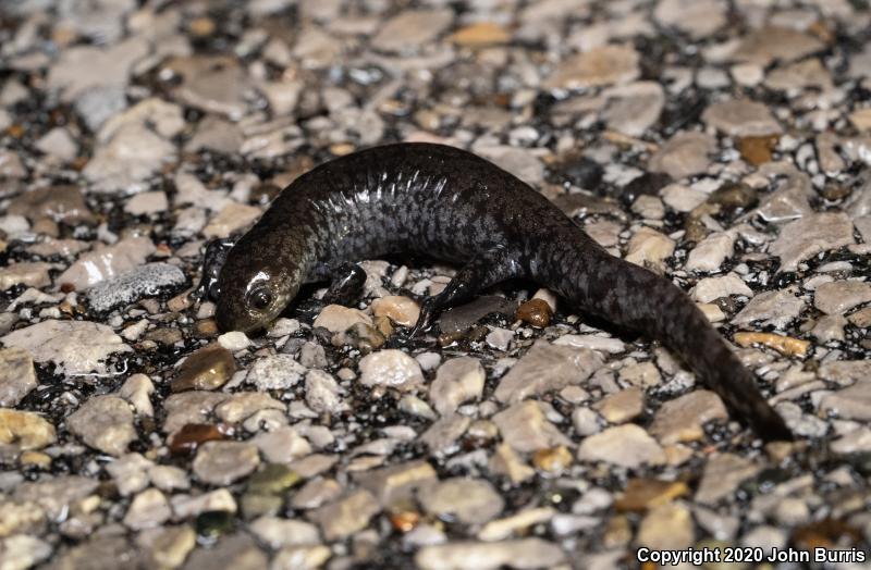 Small-mouthed Salamander (Ambystoma texanum)