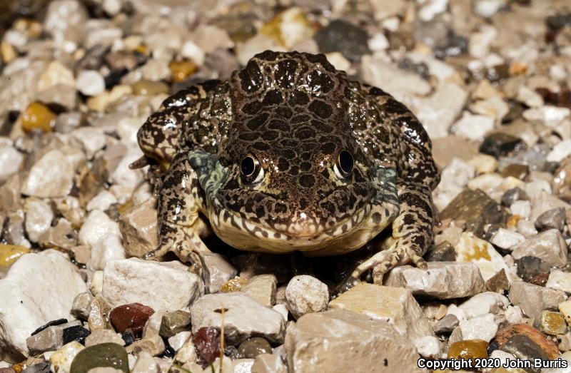 Northern Crawfish Frog (Lithobates areolatus circulosus)