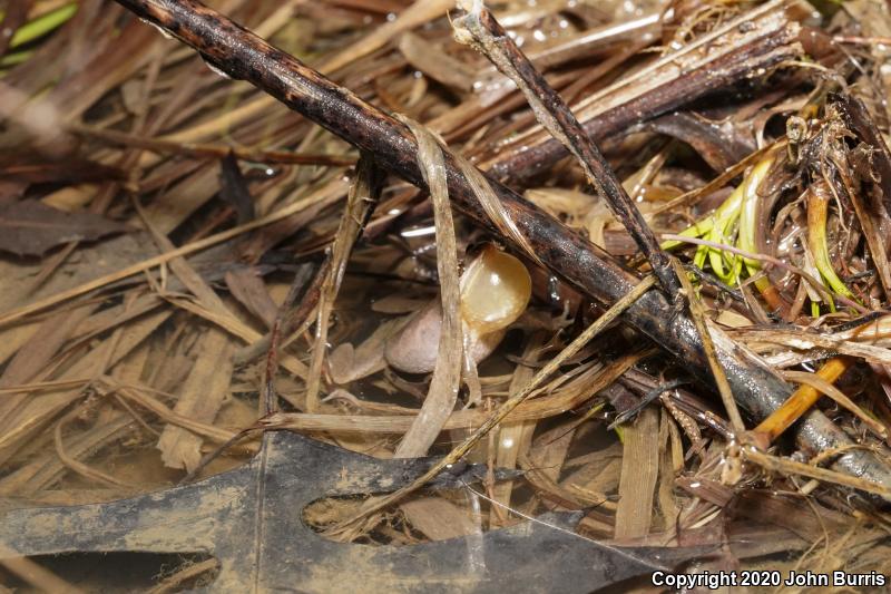 Western Chorus Frog (Pseudacris triseriata)