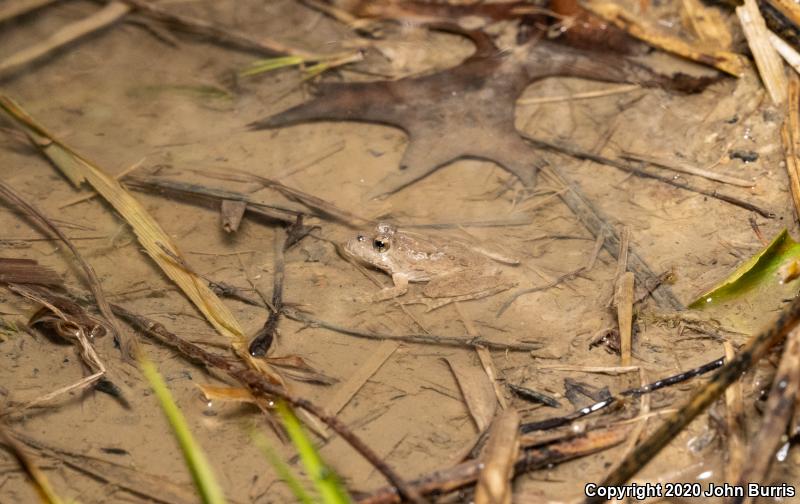 Eastern Cricket Frog (Acris crepitans crepitans)