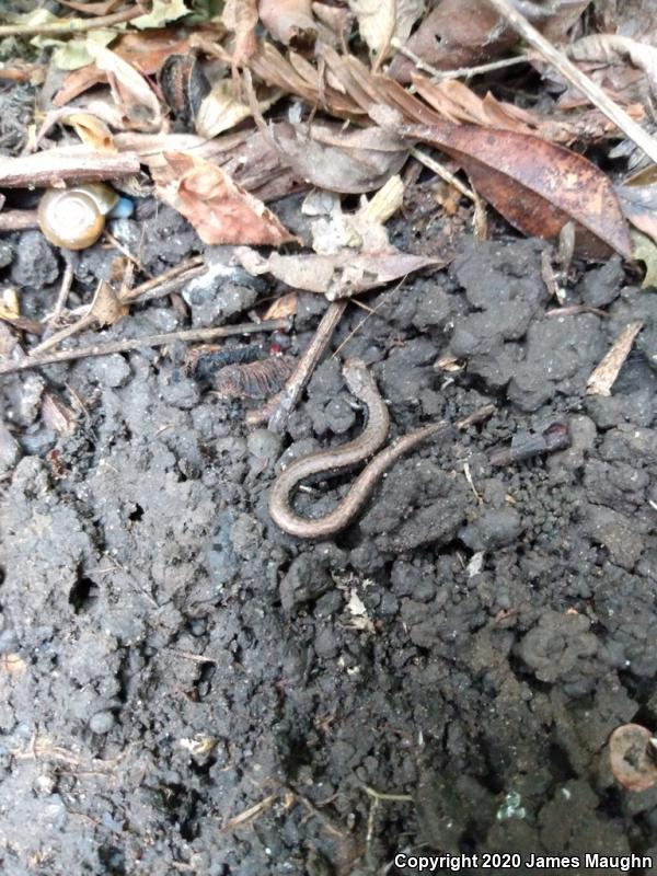 California Slender Salamander (Batrachoseps attenuatus)