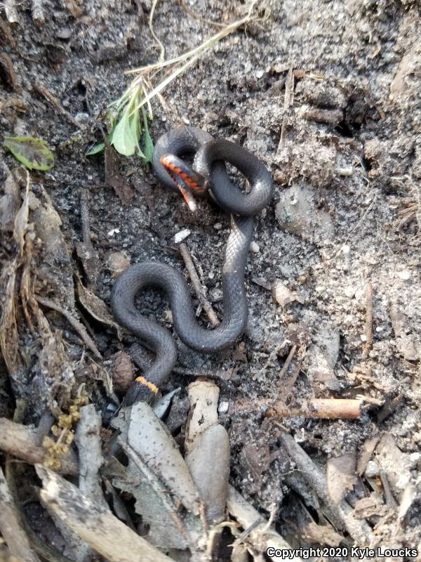 Southern Ring-necked Snake (Diadophis punctatus punctatus)