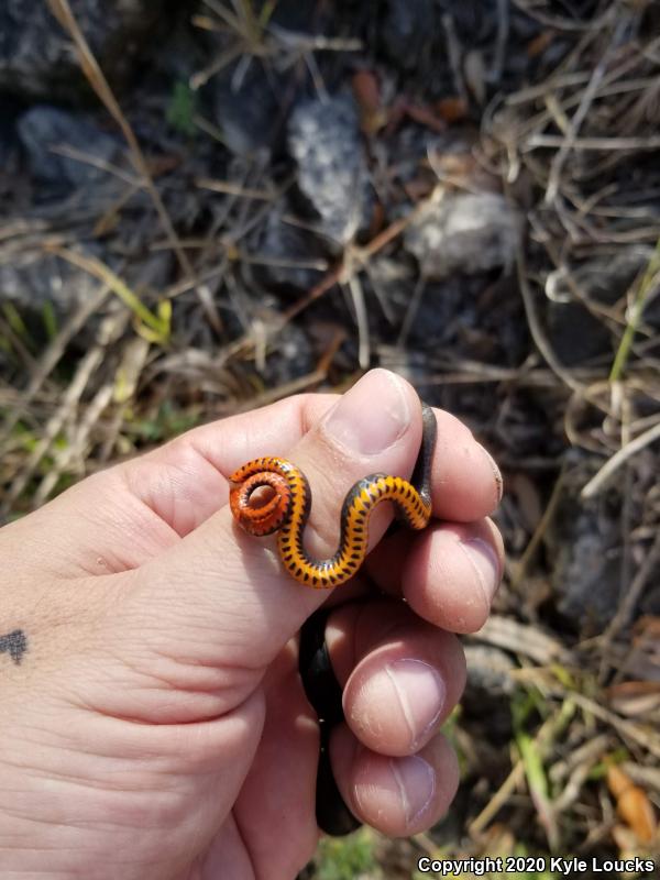 Southern Ring-necked Snake (Diadophis punctatus punctatus)