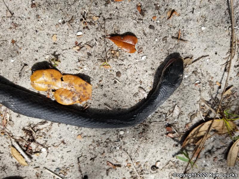 Southern Black Racer (Coluber constrictor priapus)