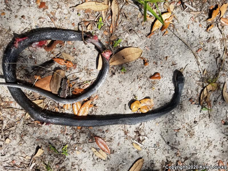 Southern Black Racer (Coluber constrictor priapus)