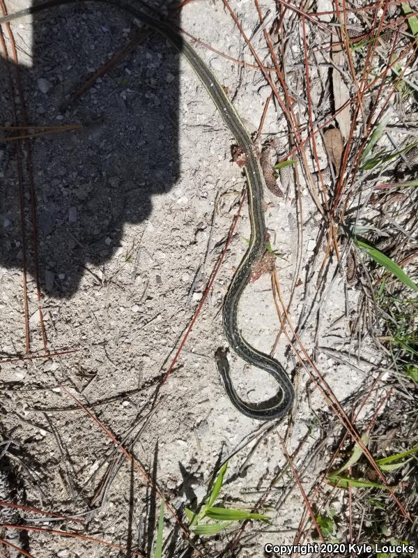 Peninsula Ribbonsnake (Thamnophis sauritus sackenii)