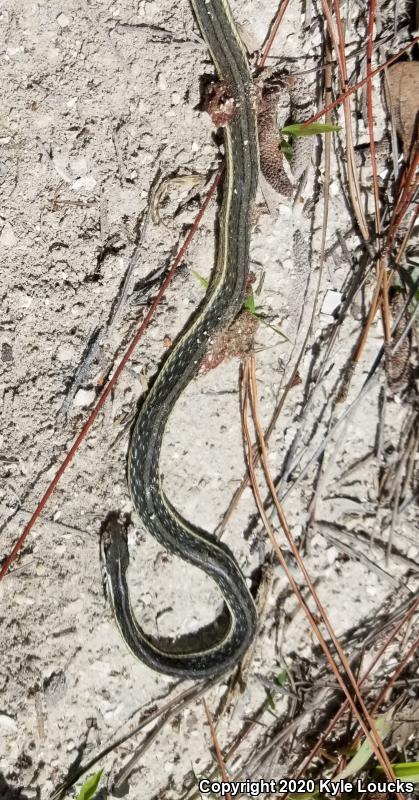 Peninsula Ribbonsnake (Thamnophis sauritus sackenii)