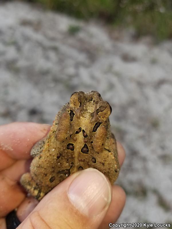 Southern Toad (Anaxyrus terrestris)