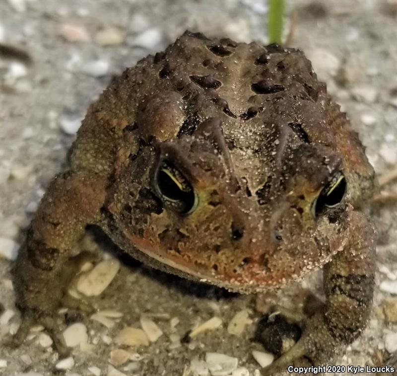 Southern Toad (Anaxyrus terrestris)