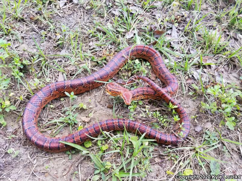 Red Cornsnake (Pantherophis guttatus)