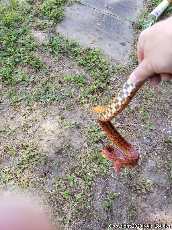 Red Cornsnake (Pantherophis guttatus)