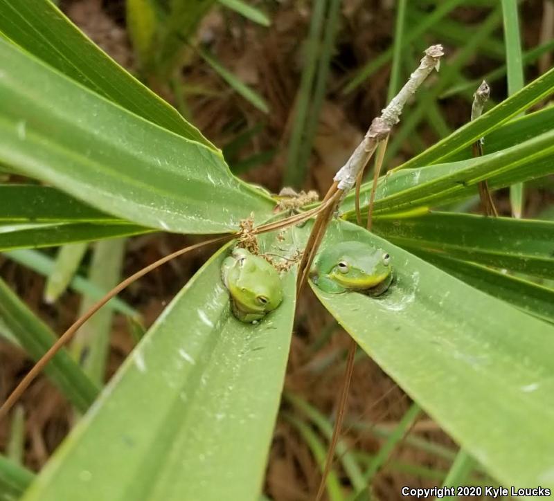 Green Treefrog (Hyla cinerea)