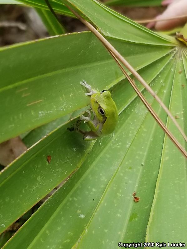 Squirrel Treefrog (Hyla squirella)